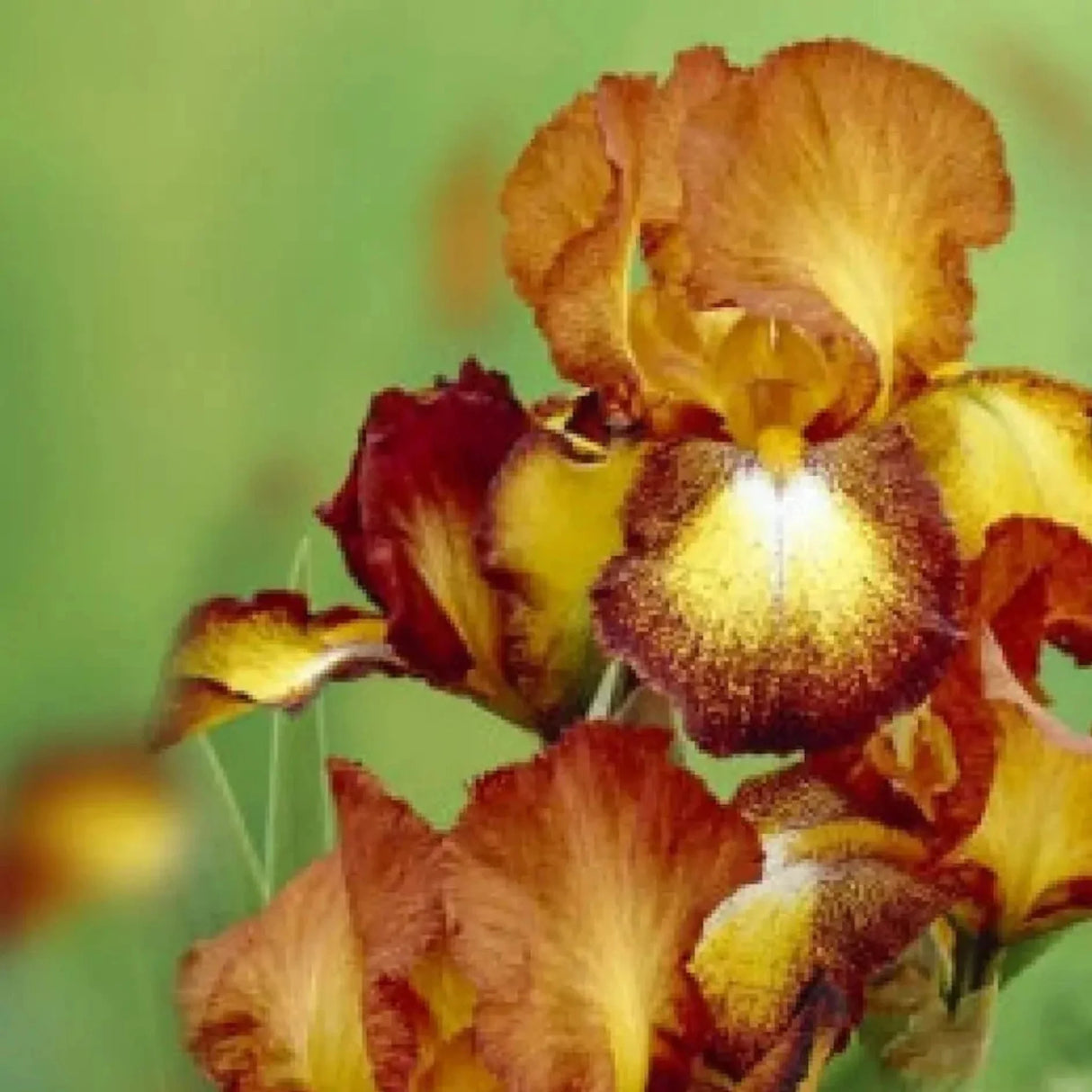 bulbi iris germanica20