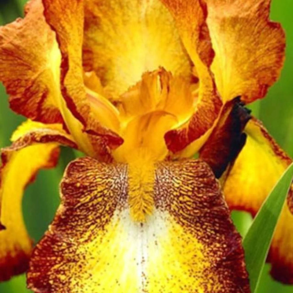 bulbi iris germanica21
