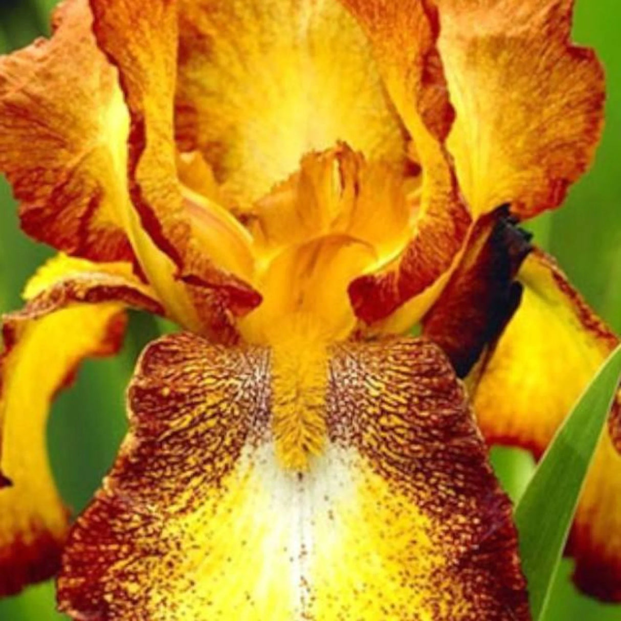 bulbi iris germanica21