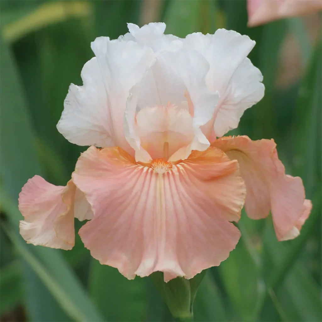 bulbi iris germanica25