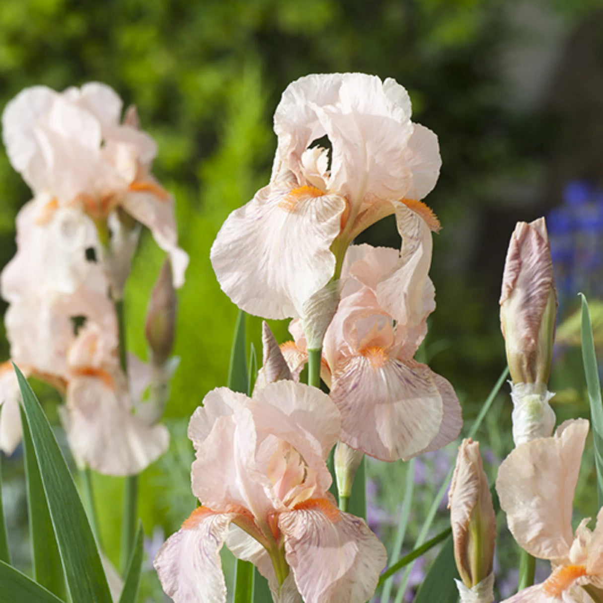 bulbi iris germanica26