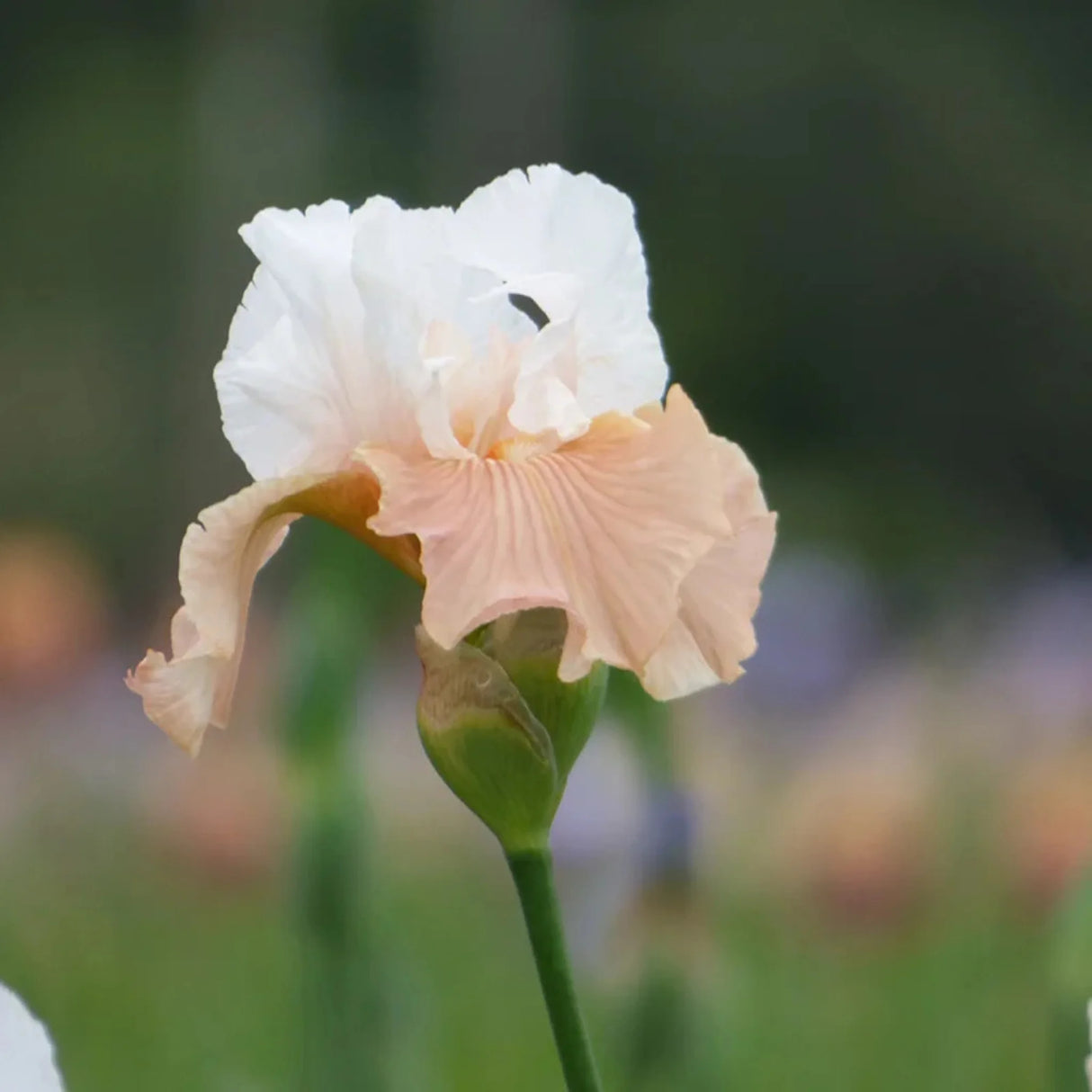 bulbi iris germanica27