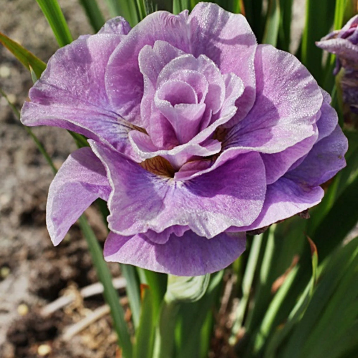 bulbi iris germanica3