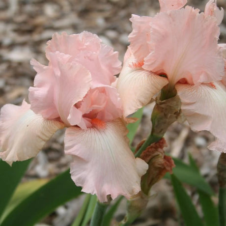 bulbi iris germanica33