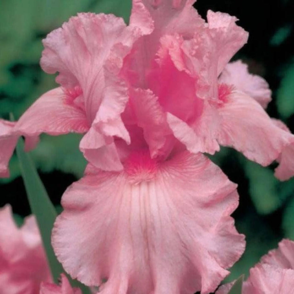 bulbi iris germanica34