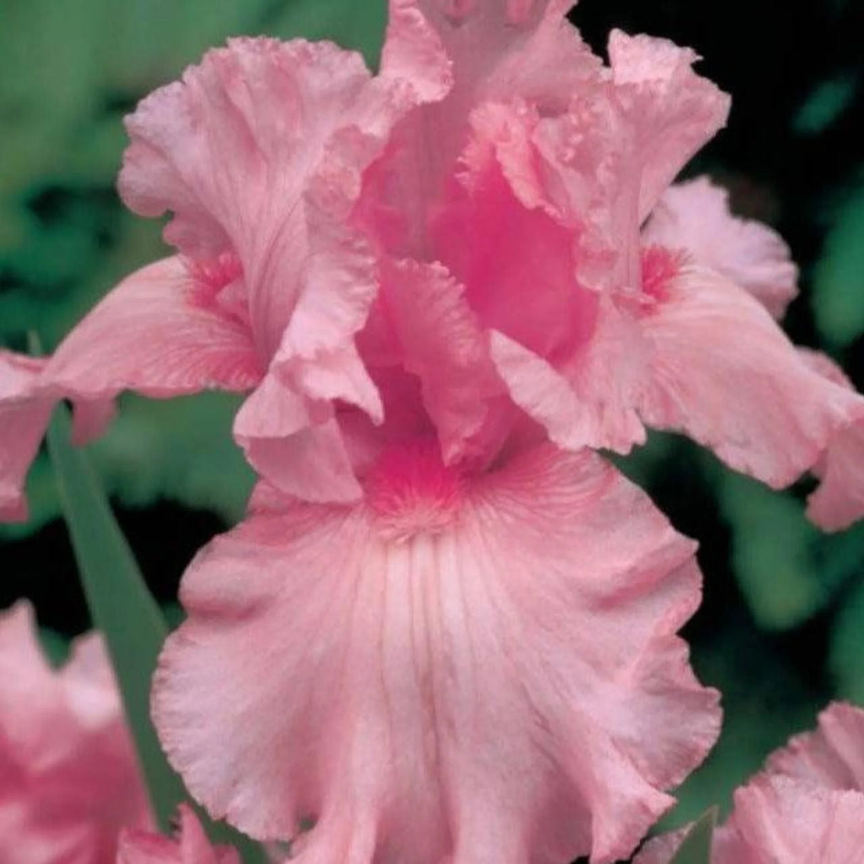 bulbi iris germanica34