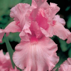 bulbi iris germanica34