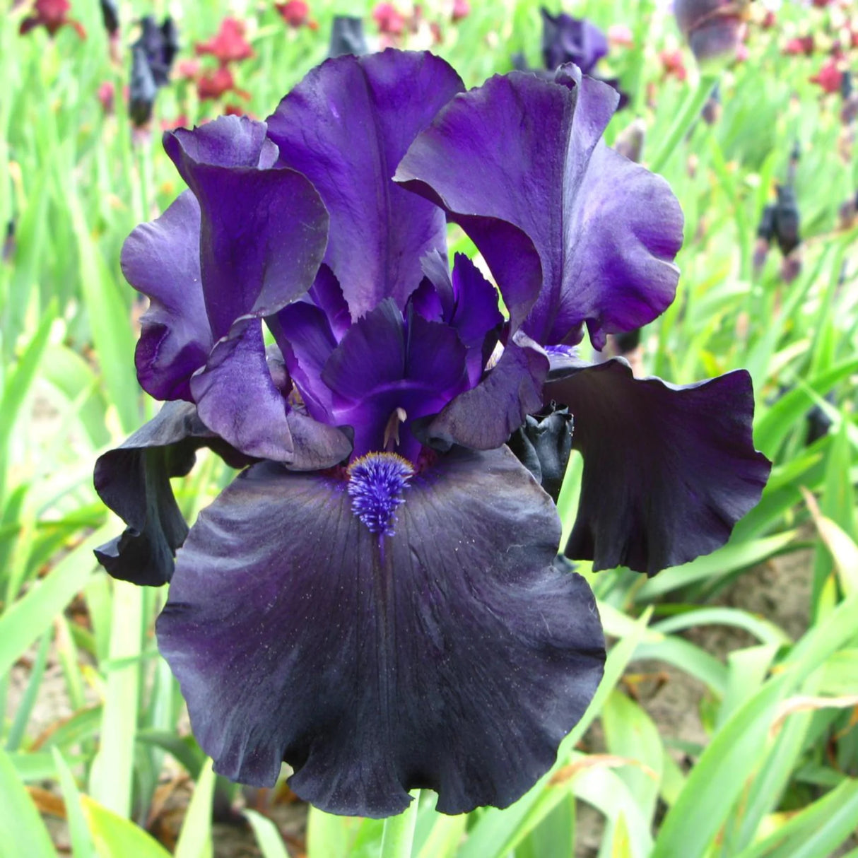 bulbi iris germanica37