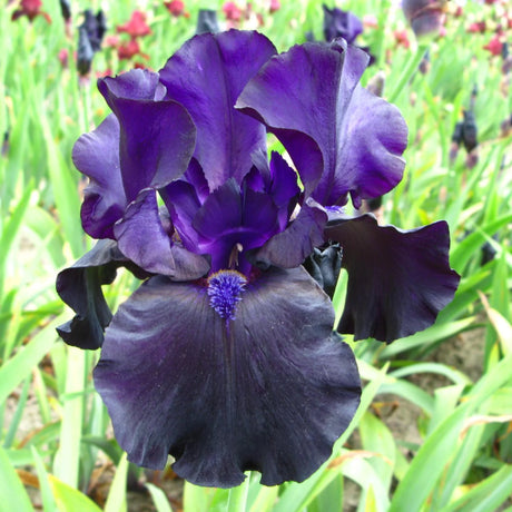 bulbi iris germanica37
