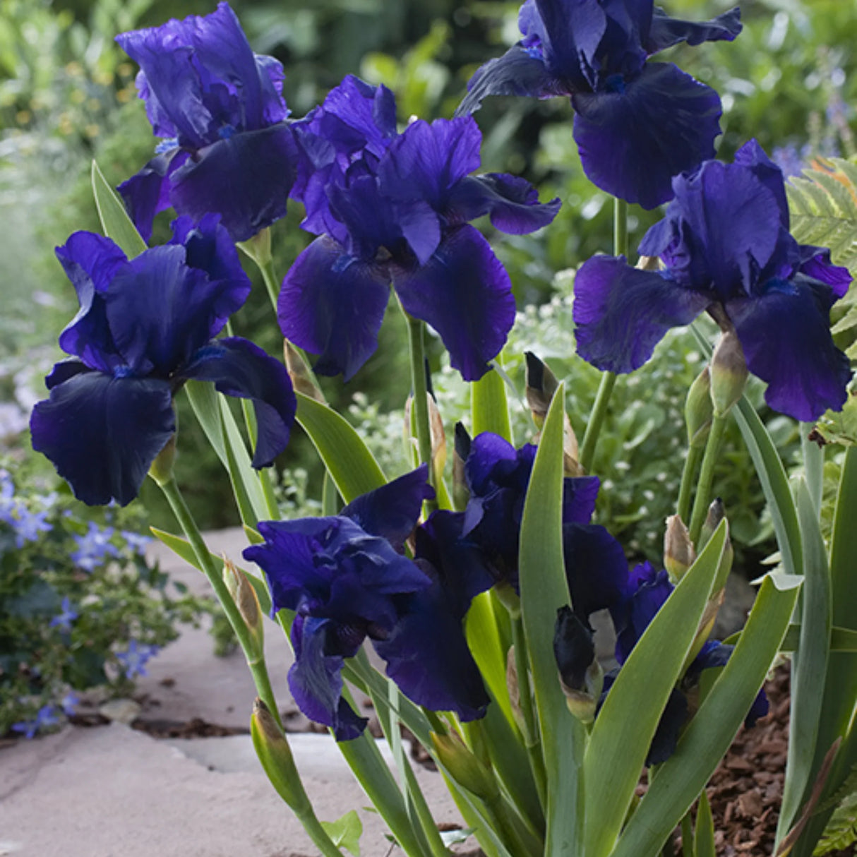bulbi iris germanica38