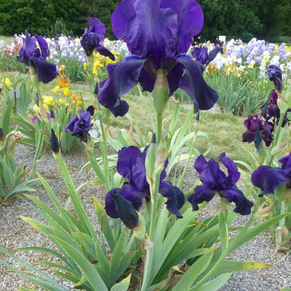 bulbi iris germanica40
