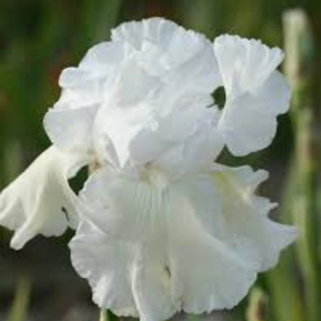 bulbi iris germanica42