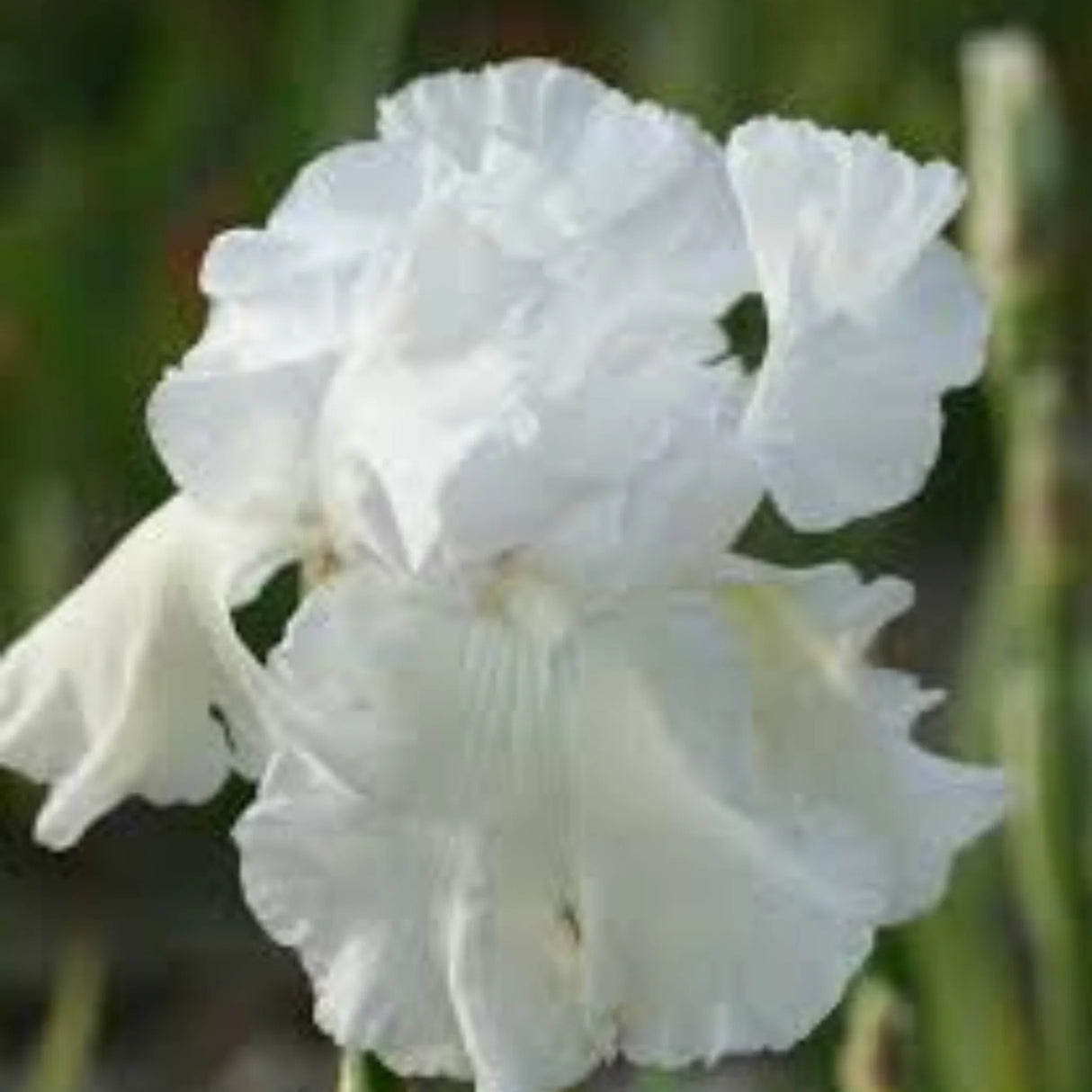 bulbi iris germanica42