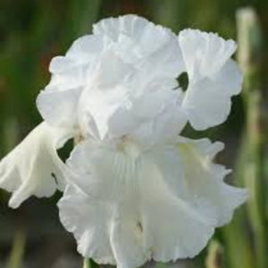 bulbi iris germanica42