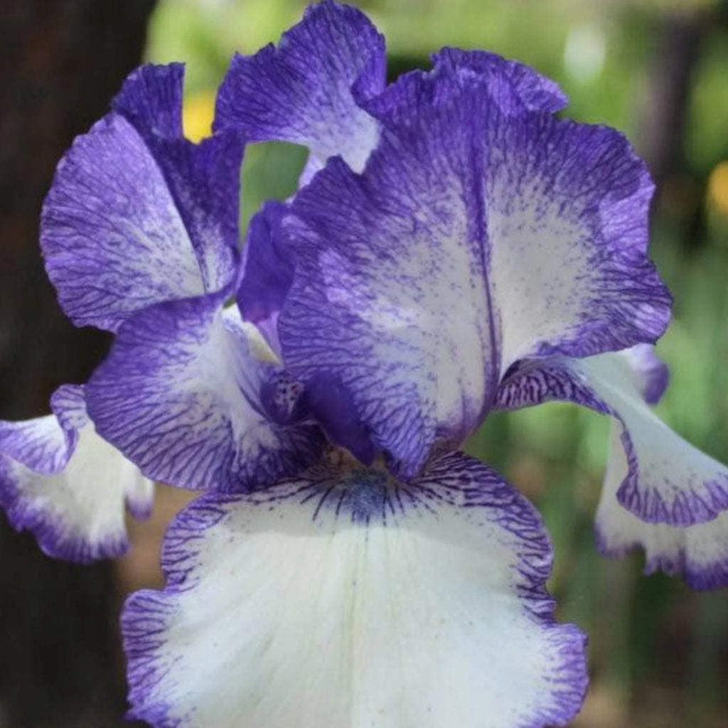 bulbi iris germanica45