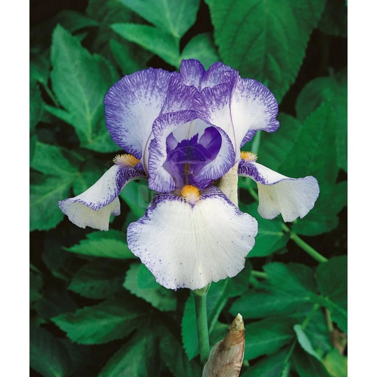 bulbi iris germanica46