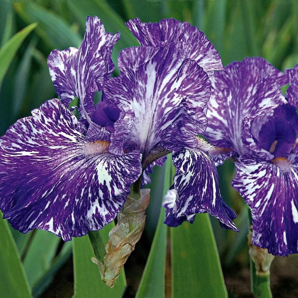 bulbi iris germanica50