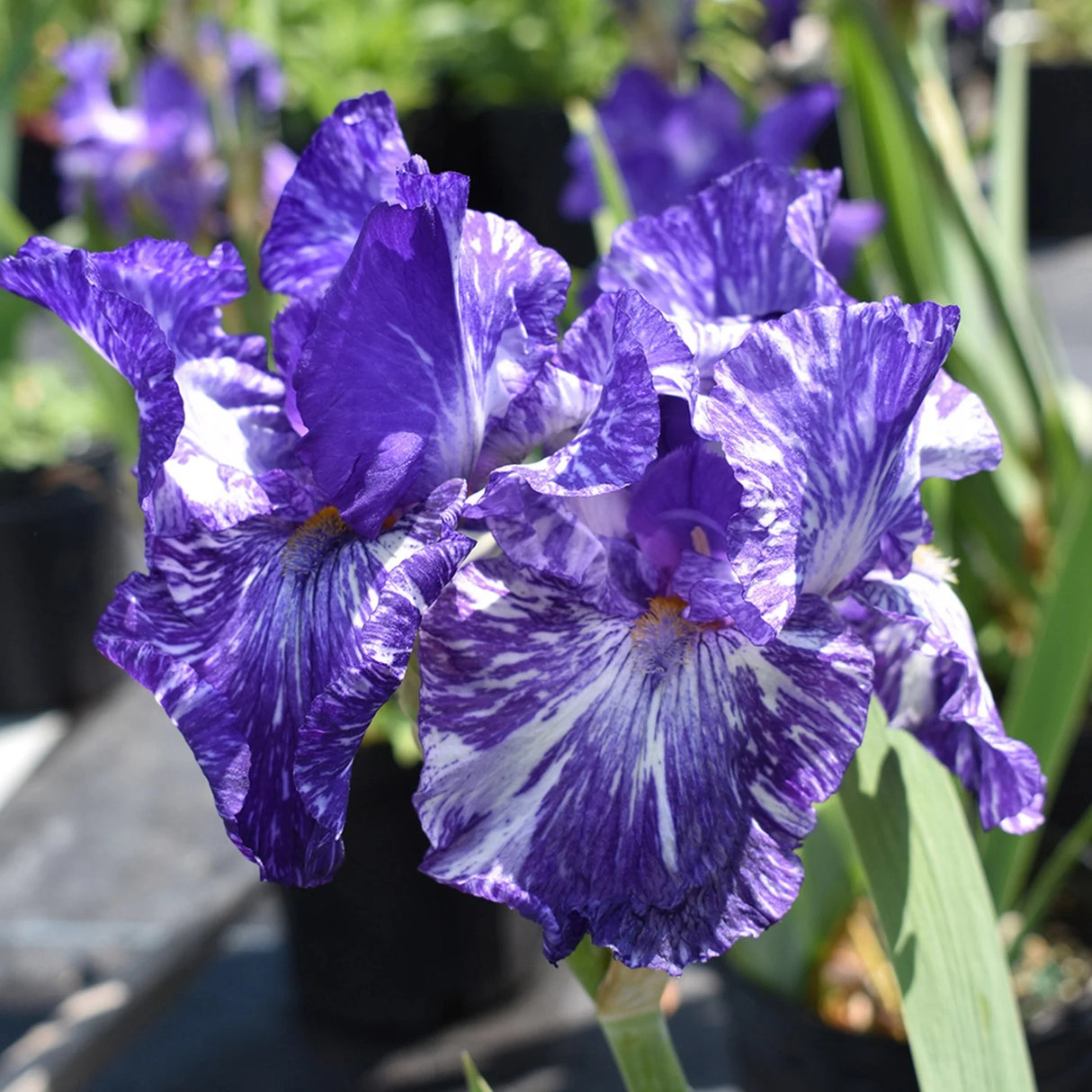 bulbi iris germanica51