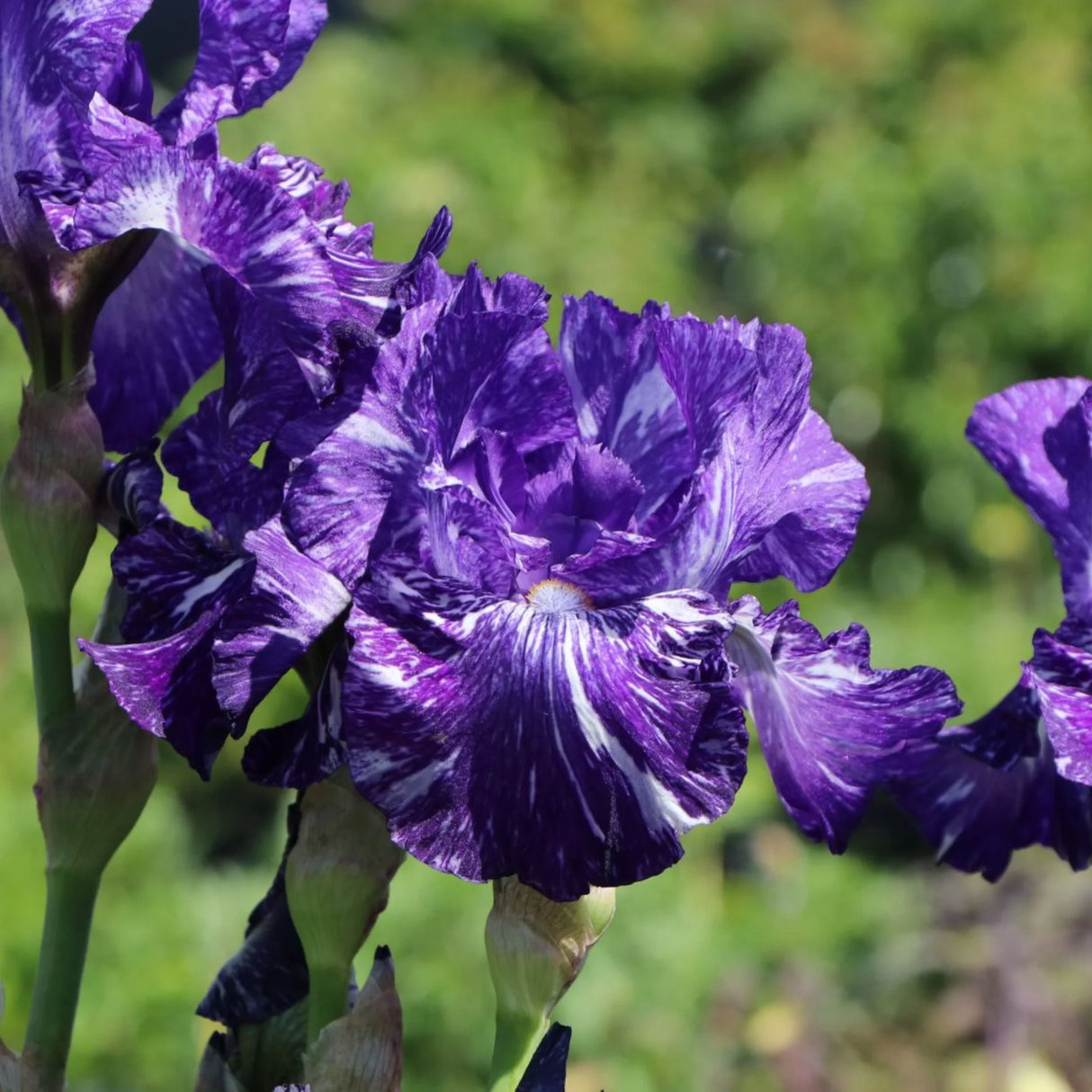 bulbi iris germanica52