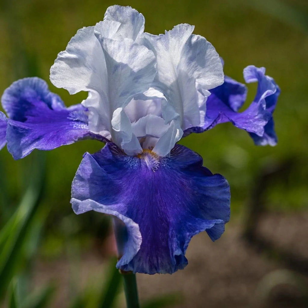 bulbi iris germanica53
