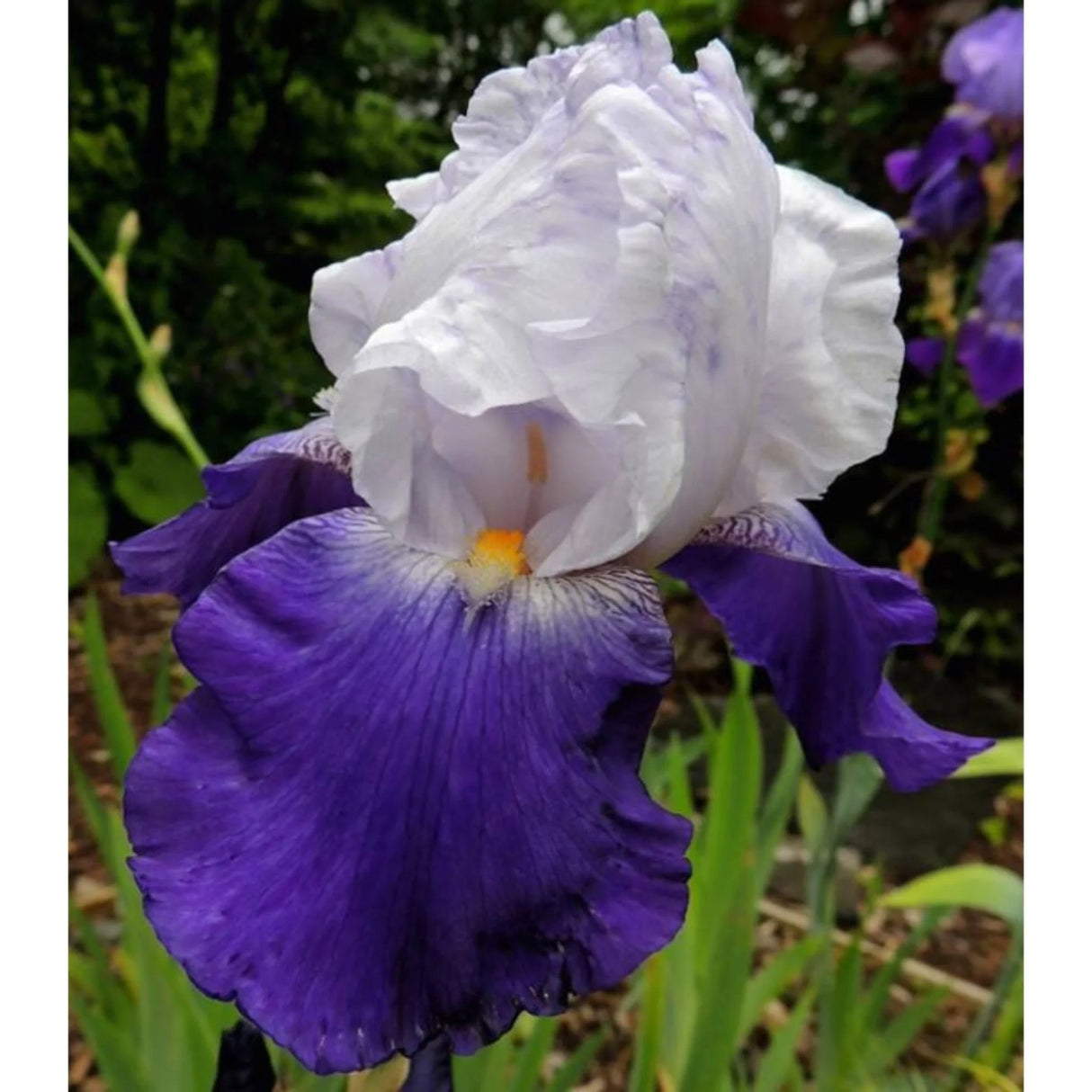 bulbi iris germanica54