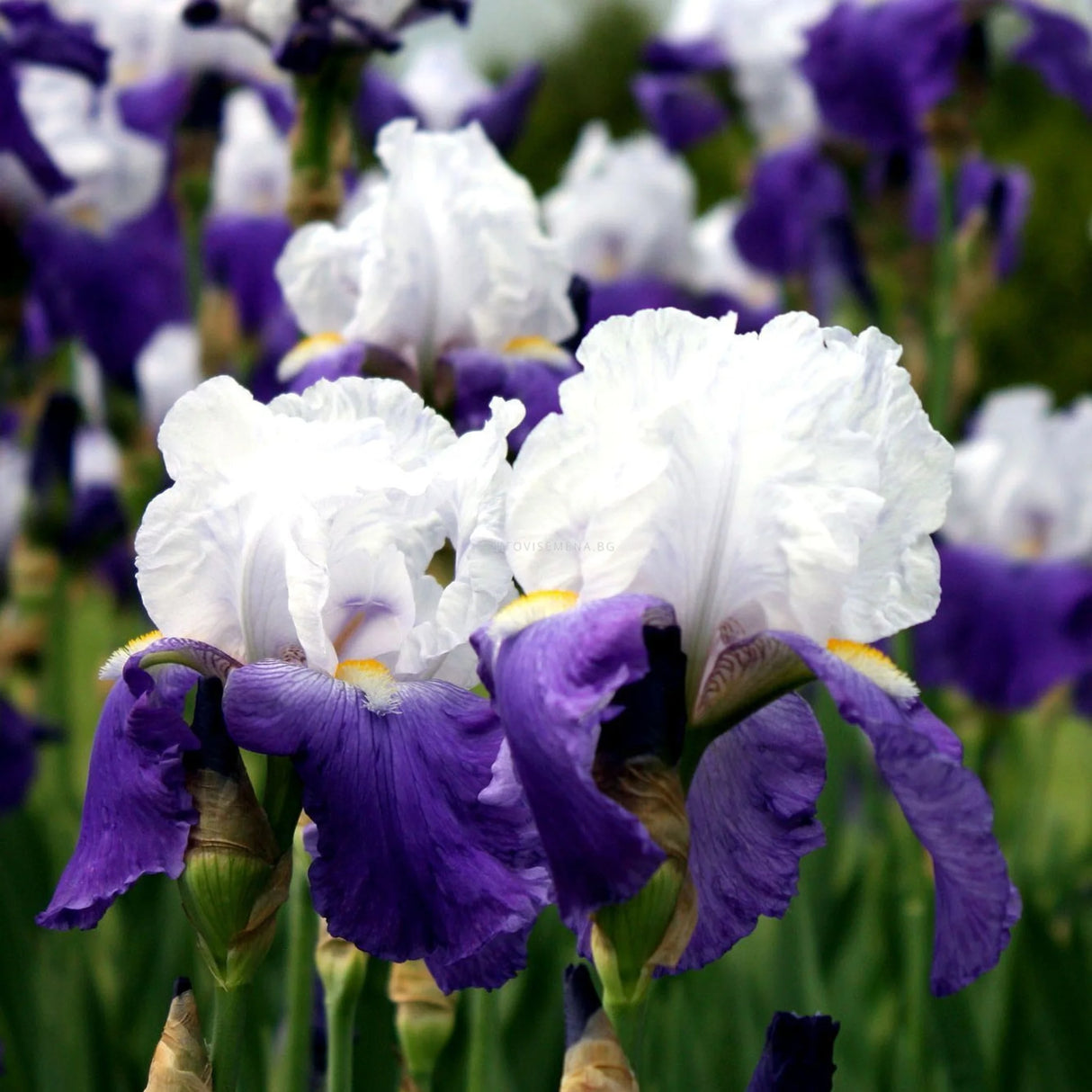 bulbi iris germanica55