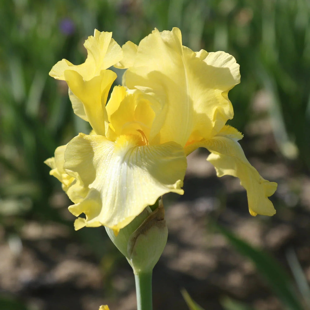 bulbi iris germanica58