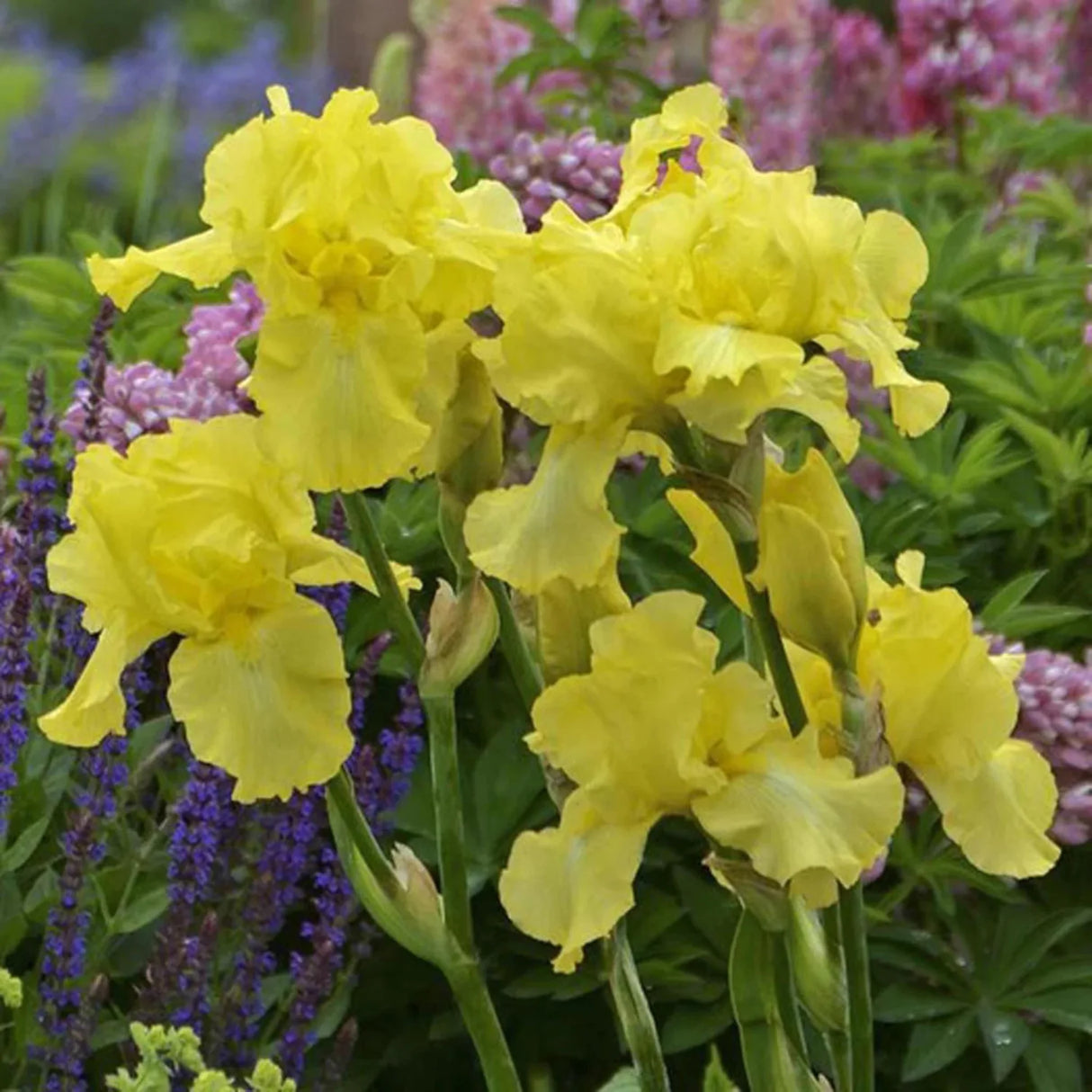 bulbi iris germanica59