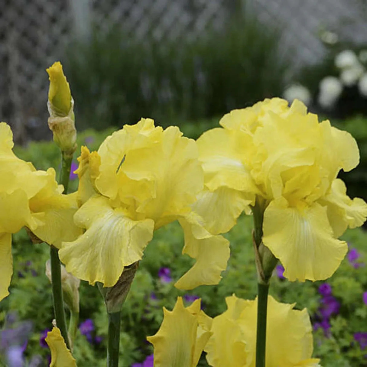 bulbi iris germanica60