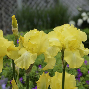 bulbi iris germanica60