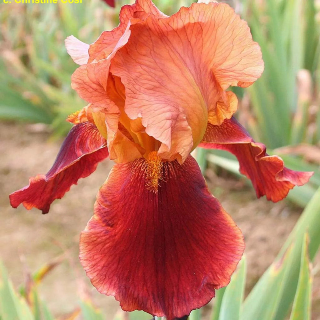 bulbi iris germanica65