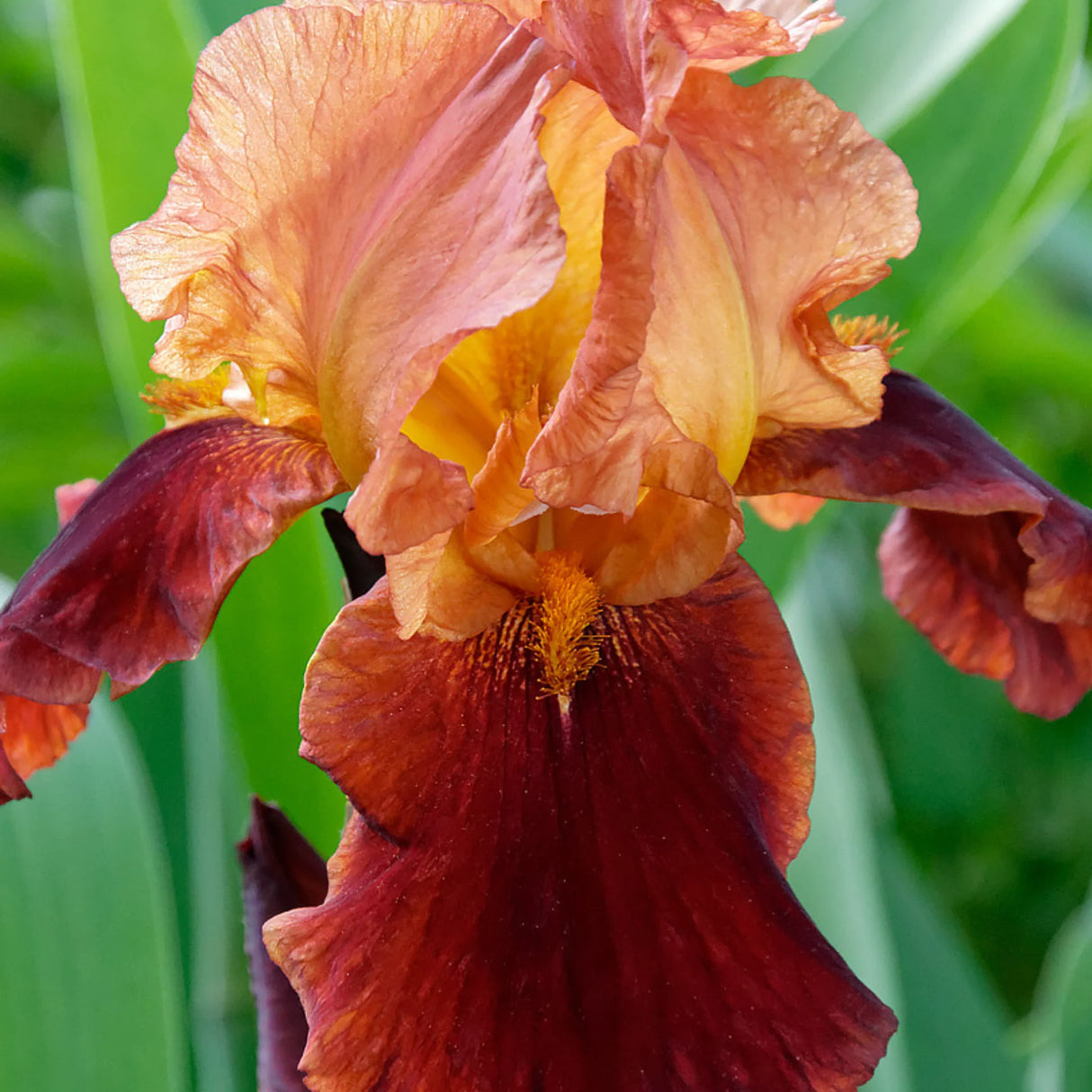 bulbi iris germanica66
