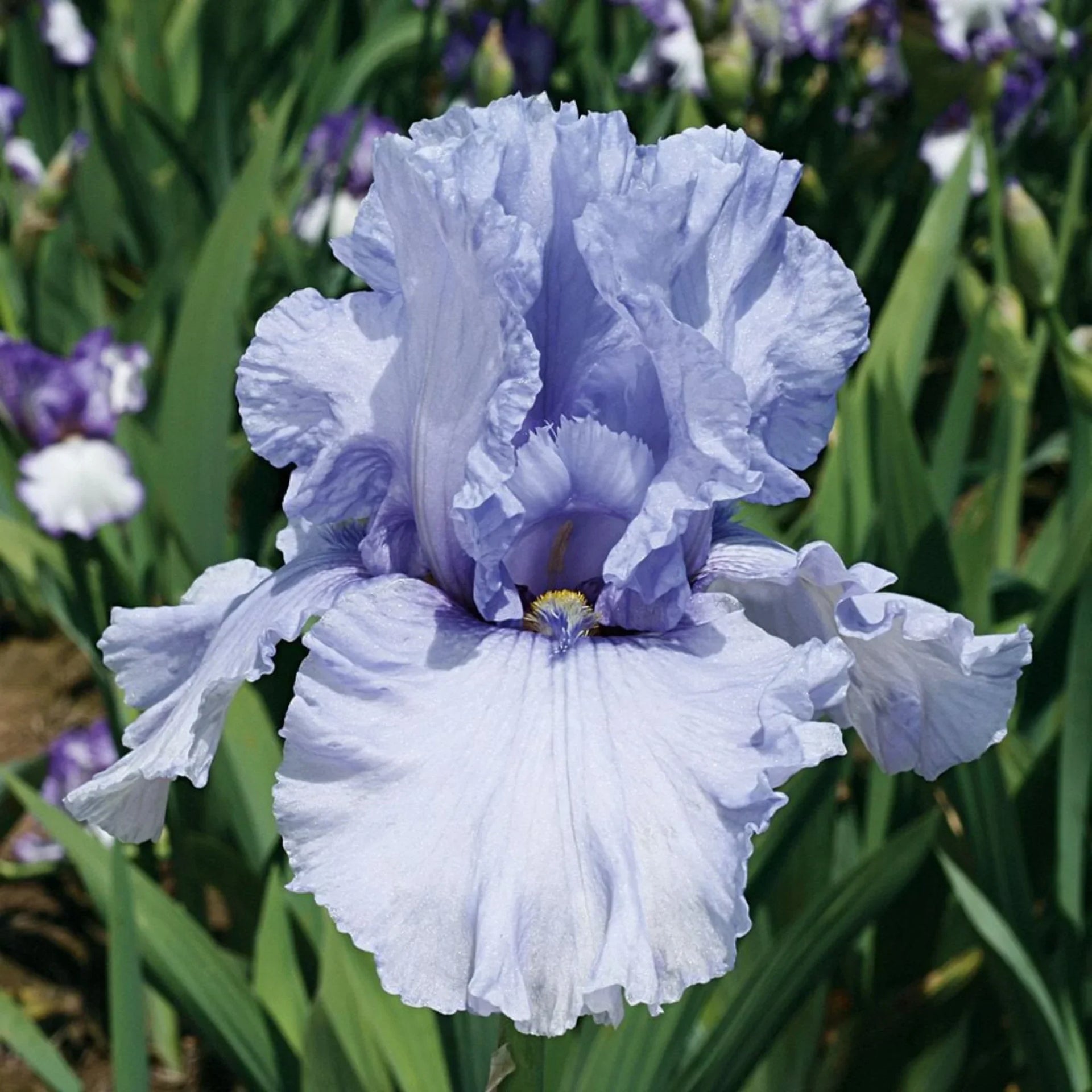 Bulbi Iris Germanica - Sea Double - Fitza Florilor