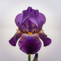 bulbi iris germanica74
