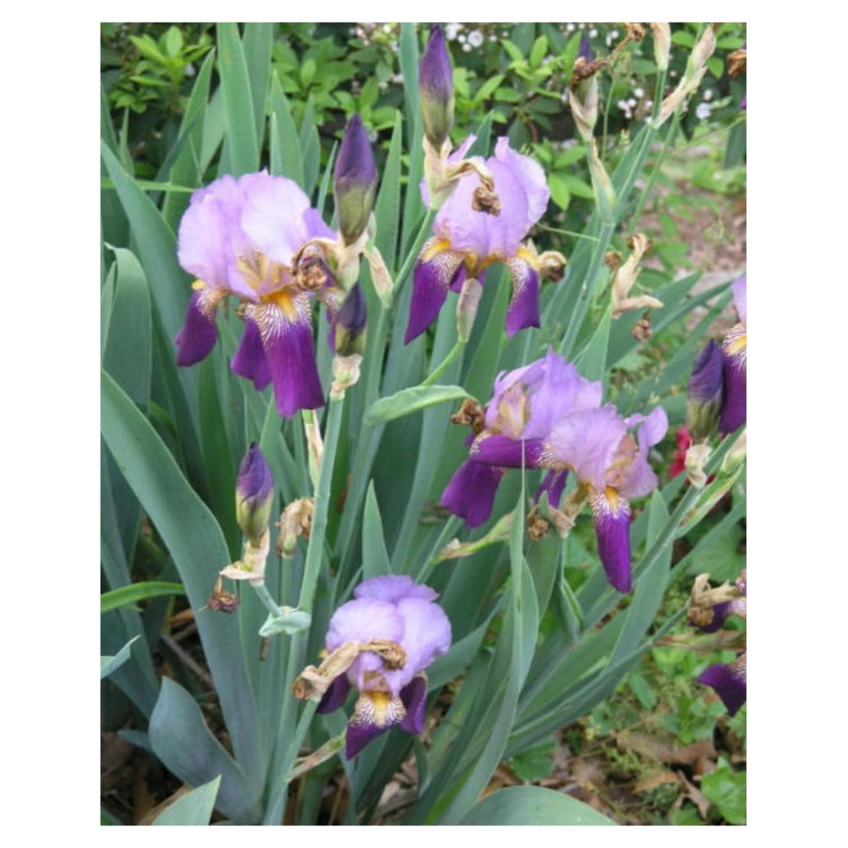 bulbi iris germanica75