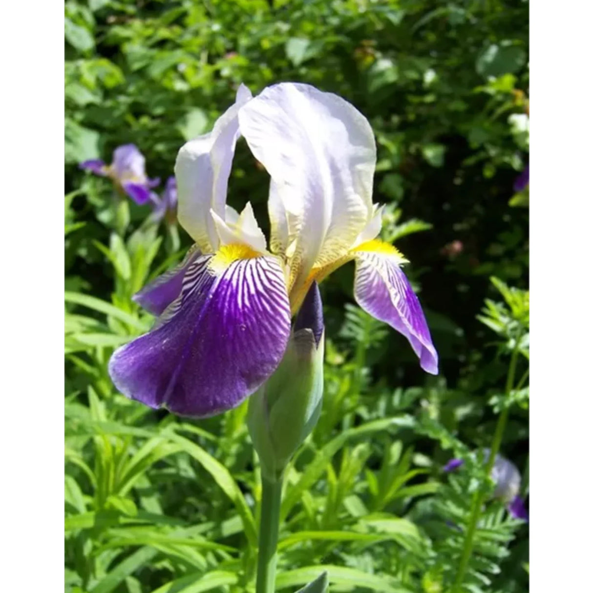 bulbi iris germanica76