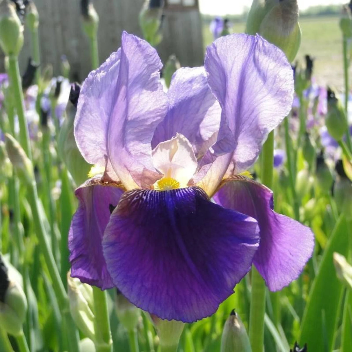 bulbi iris germanica77