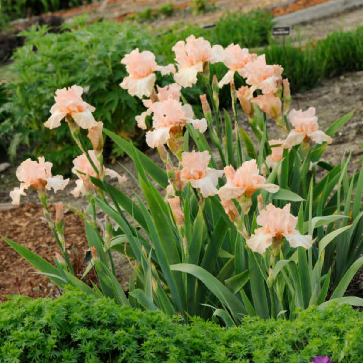 bulbi iris germanica79