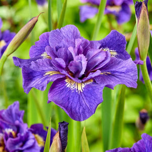 bulbi iris germanica8