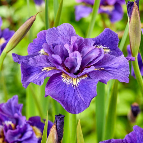 bulbi iris germanica8