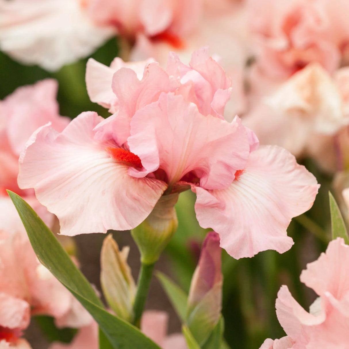 bulbi iris germanica80