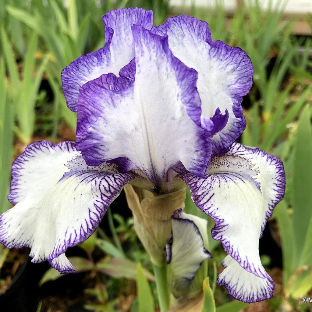 bulbi iris germanica82