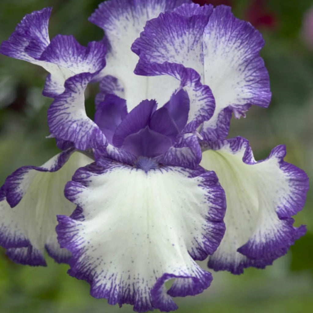 bulbi iris germanica83