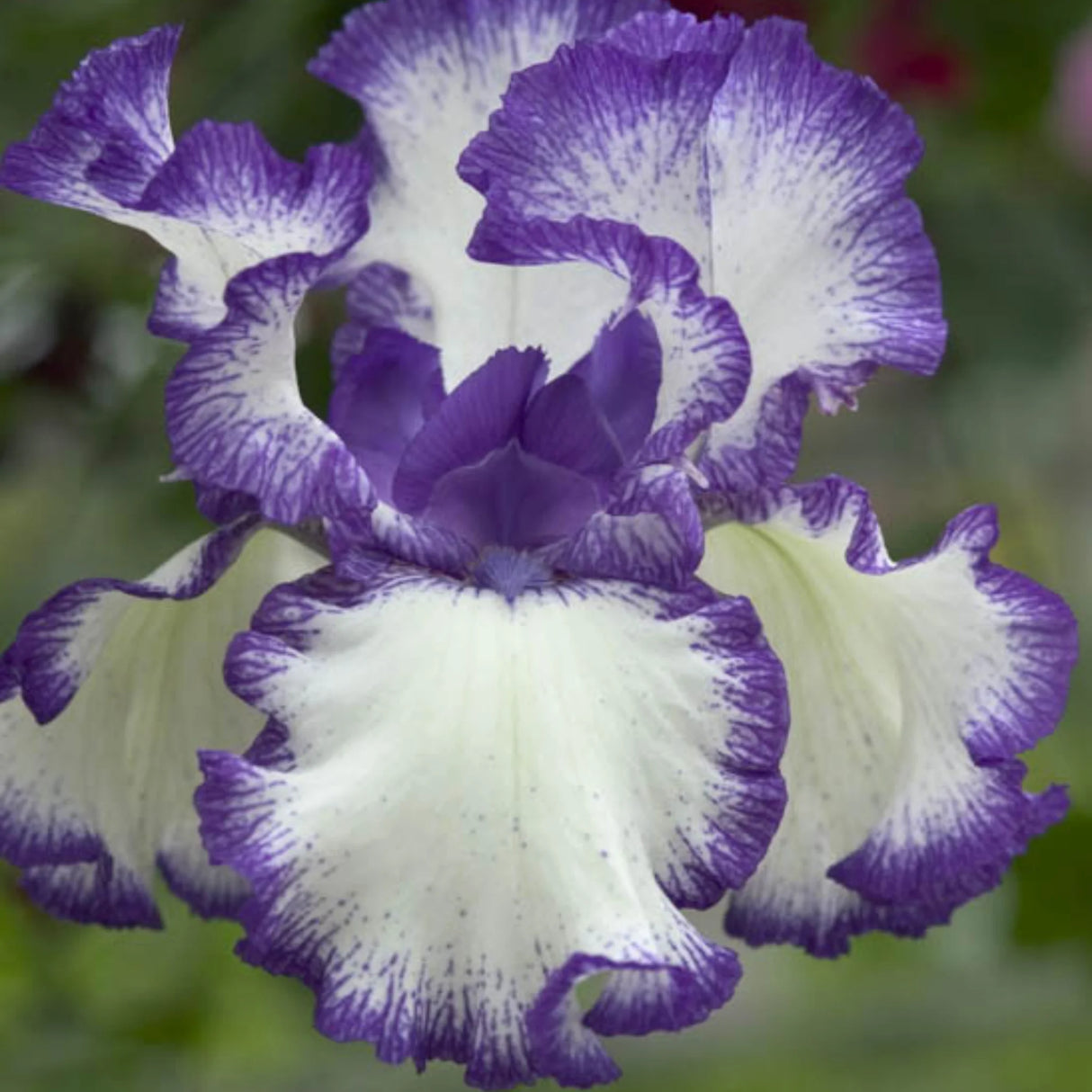 bulbi iris germanica83