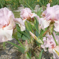 bulbi iris germanica85