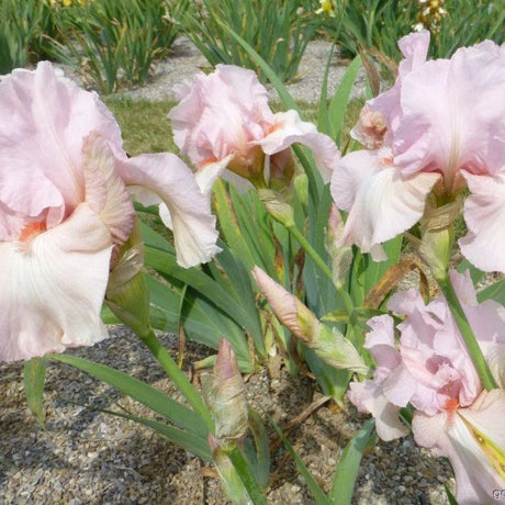 bulbi iris germanica85