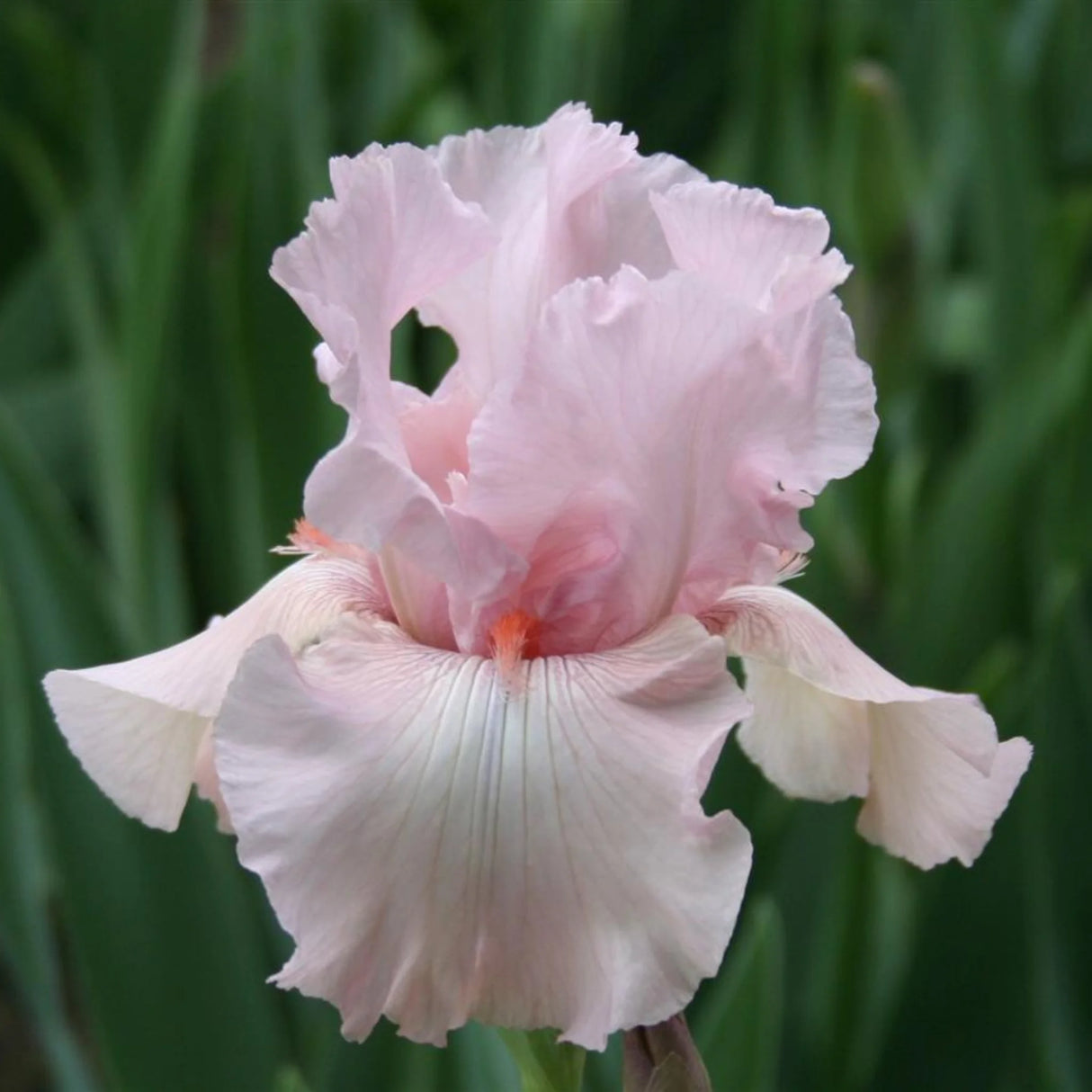 bulbi iris germanica86