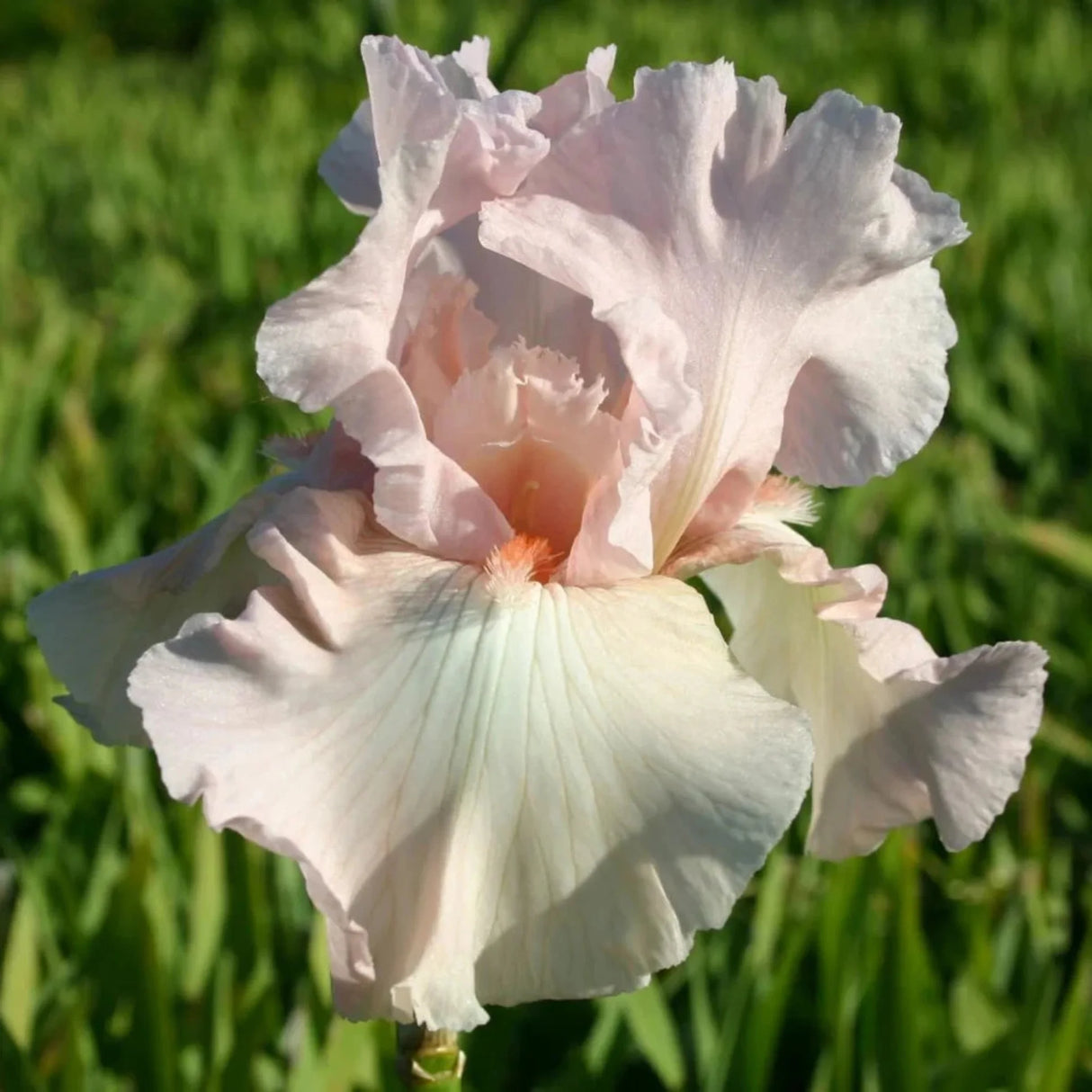 bulbi iris germanica87