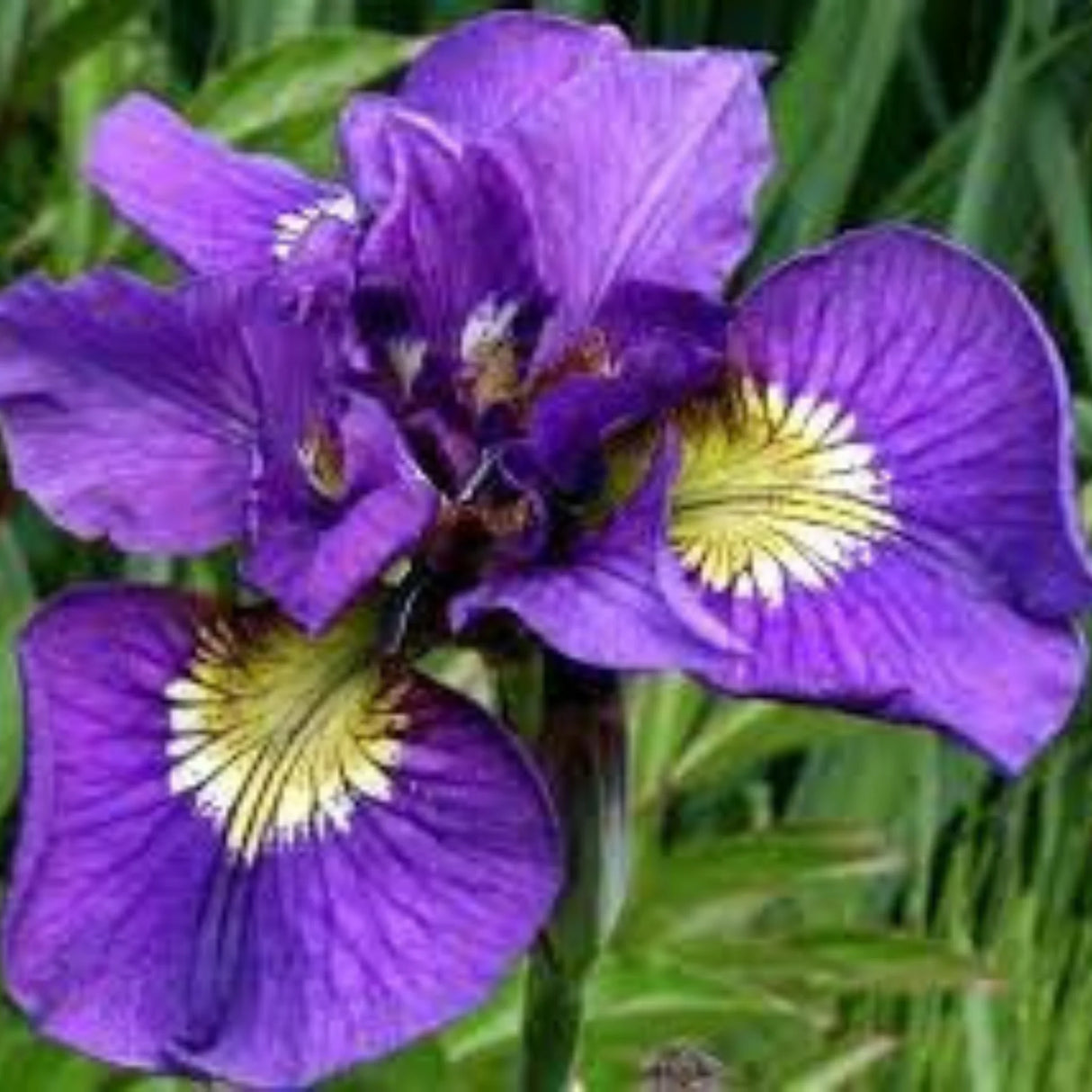 bulbi iris germanica9