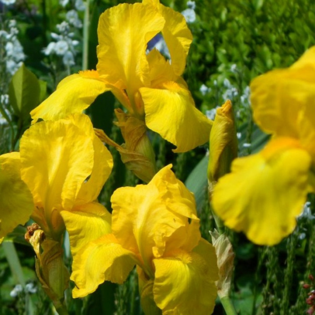 bulbi iris germanica90